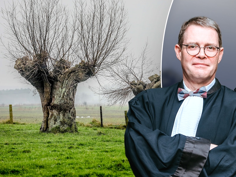 Man trekt naar vrederechter door knotwilg van buren, maar wat doe je tegen overhangende takken? “Pas de wet hier niet letterlijk toe”