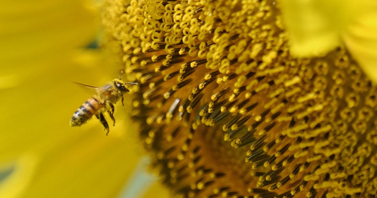 Schelle zoekt standhouders voor bijenmarkt en plantenbeurs