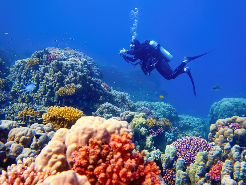 Great Barrier Reef ontsnapt aan UNESCO-lijst van bedreigd werelderfgoed, ondanks massale koraalverbleking