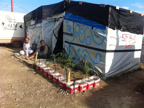 Afghaanse vluchtelingen voor hun tent, bij hun tomatenplanten, twee weken geleden in de jungle van Calais.
