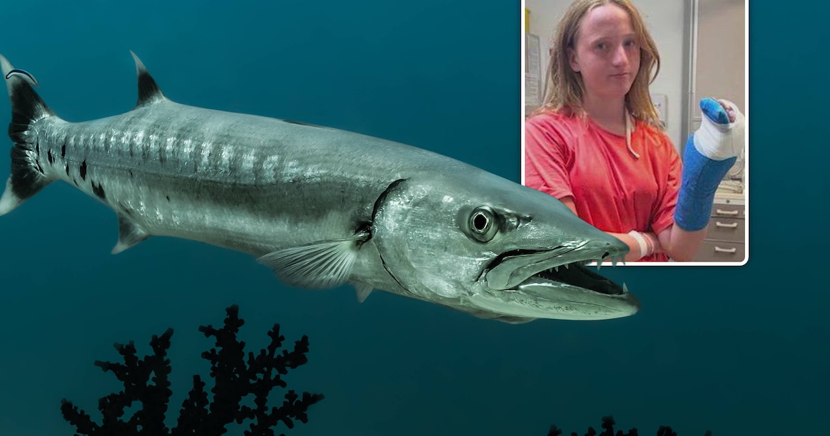 Amerikaanse Claire (13) gebeten door barracuda op verjaardagsvakantie: “Het leek wel een horrorfilm”