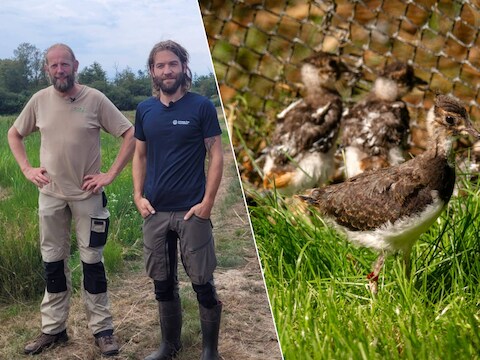 Frédéric Verstappen, curator vogels ZOO Planckendael en Toon Deswert , conservator De Zegge hopen met het pilootproject de vogelsoort een beetje te helpen.