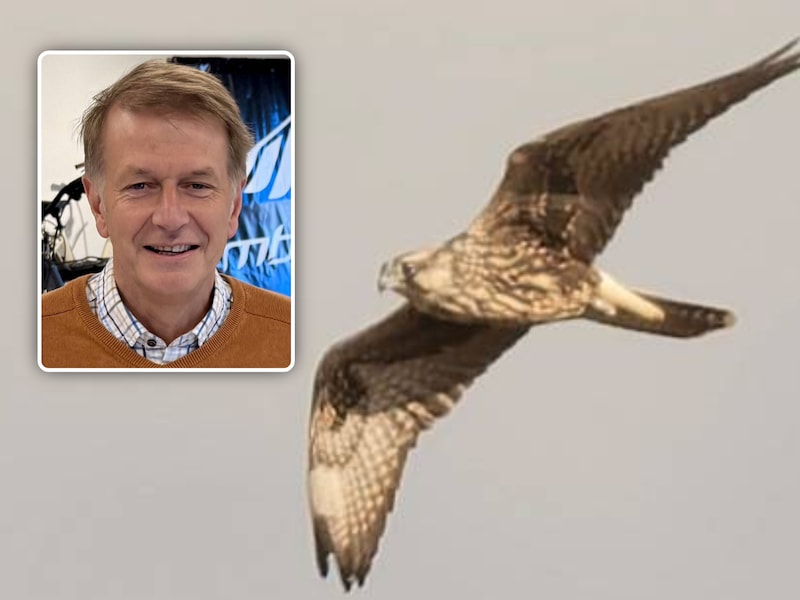 Vogelspotters in de ban van deze bijzondere valk die boven Blankenberge vliegt: “Eén van de eerste waarnemingen in België”