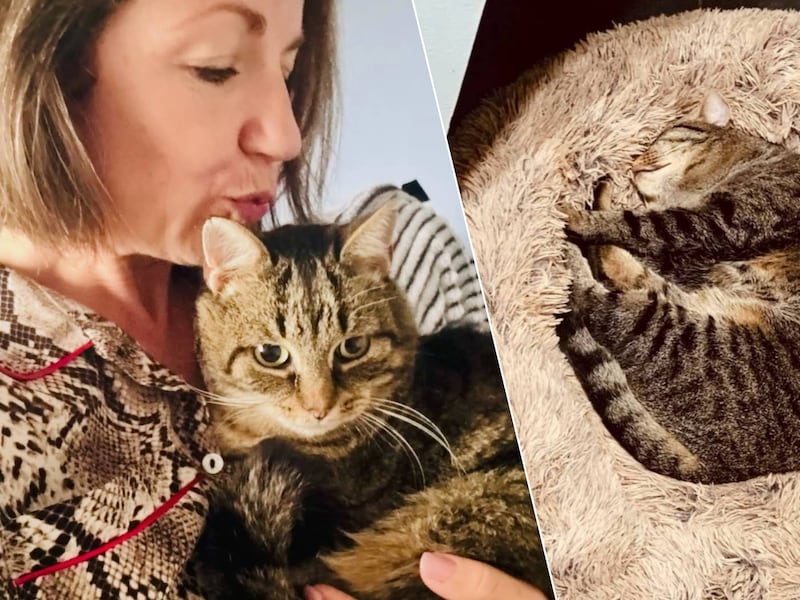 Bijna twee jaar was kater Billy spoorloos, tot baasje Romy één foto zag: “Dat kopke herkende ik meteen”