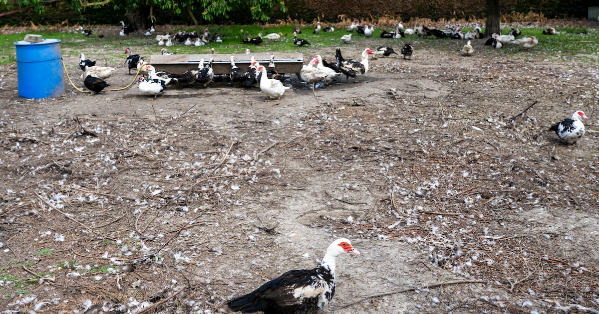 Deel van De Klinge en Meerdonk in bewakingszone na geval van vogelgriep in Terhole