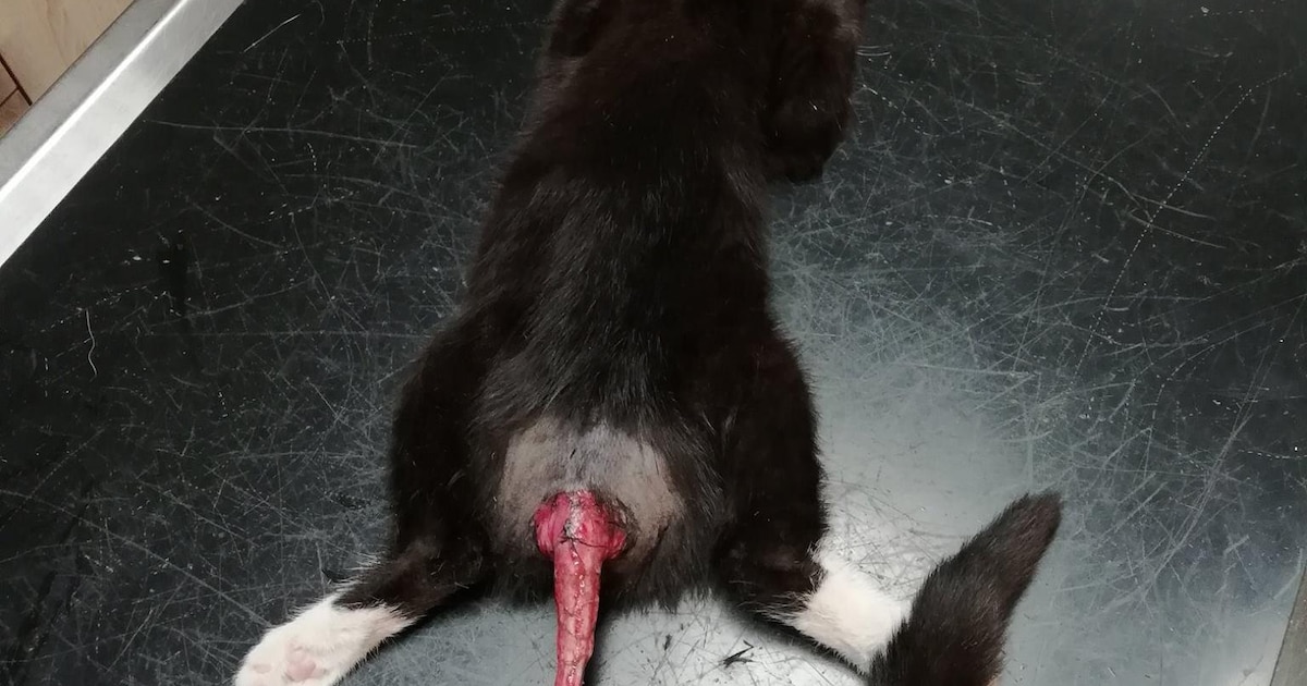 Jong katje levend gevild: dierenarts moet staart amputeren