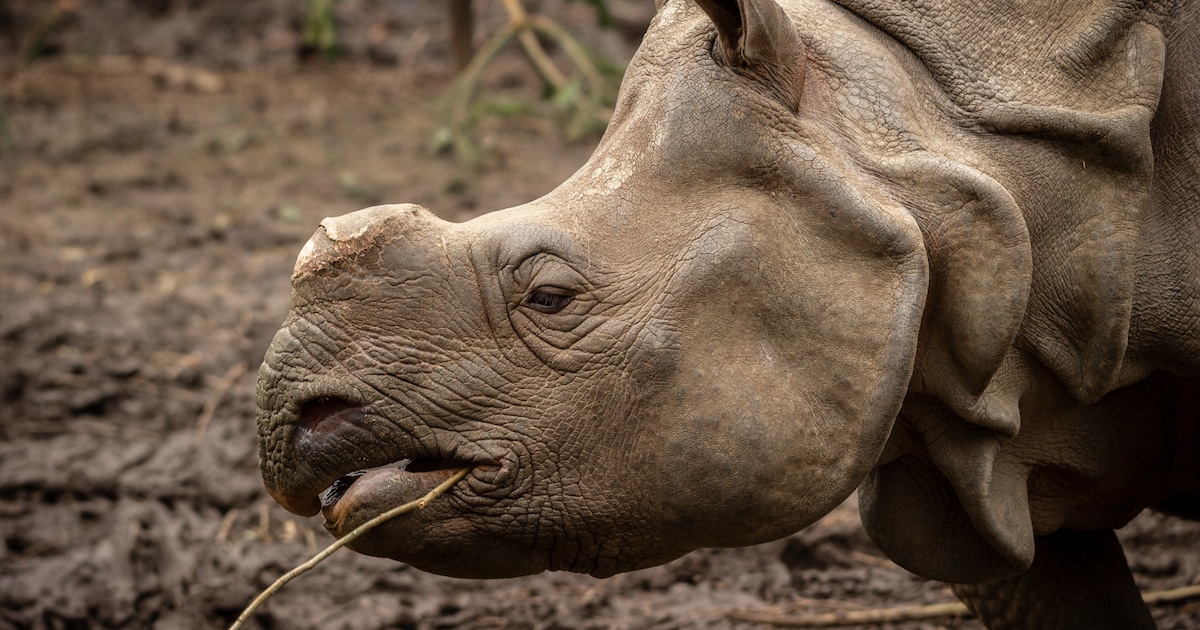 KIJK. Neushoorn Karamat verliest haar hoorn in ZOO Planckendael en zoon Amari profiteert volop: “Hij
