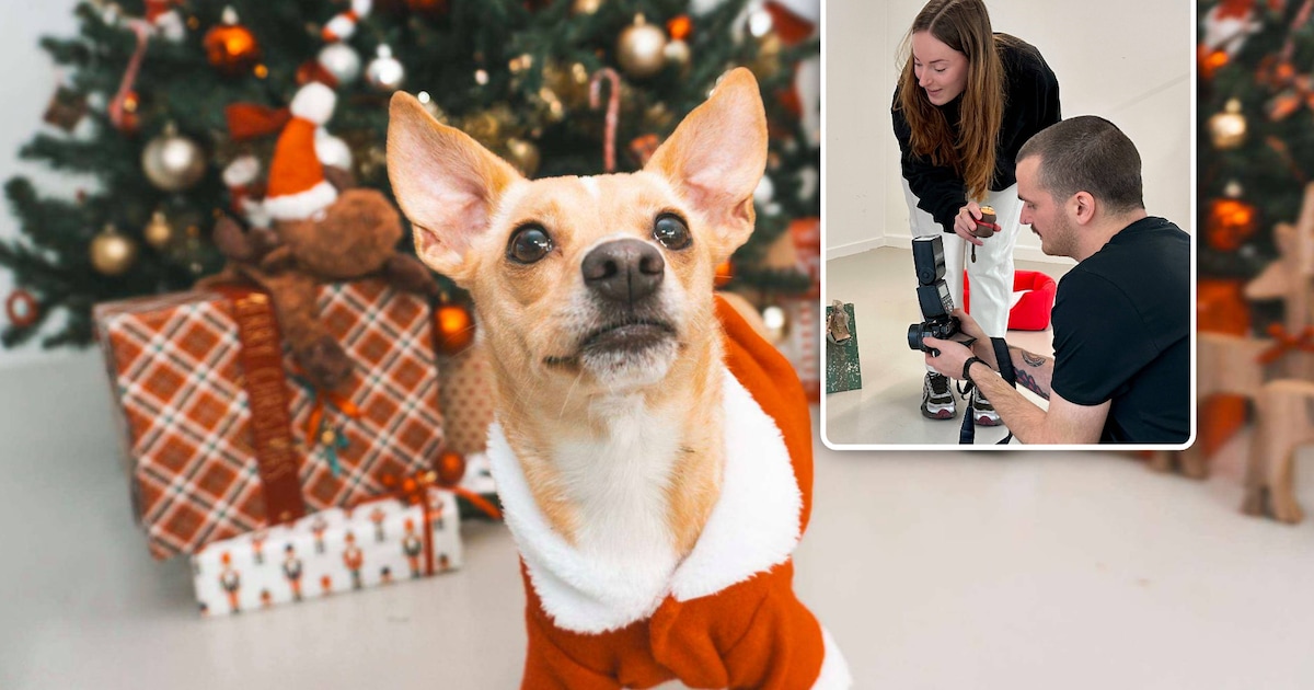 Ontvangers vertederen en dieren helpen tegelijk? Stuur een kerstkaartje van het asiel