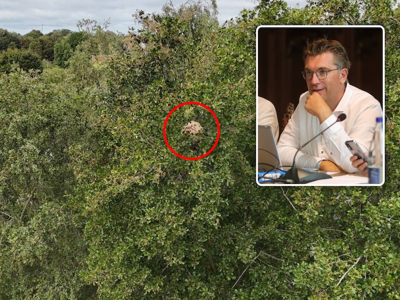 Nest Aziatische hoornaars gelokaliseerd in Assebroek: doorgang natuurdomein vanaf maandag opnieuw open