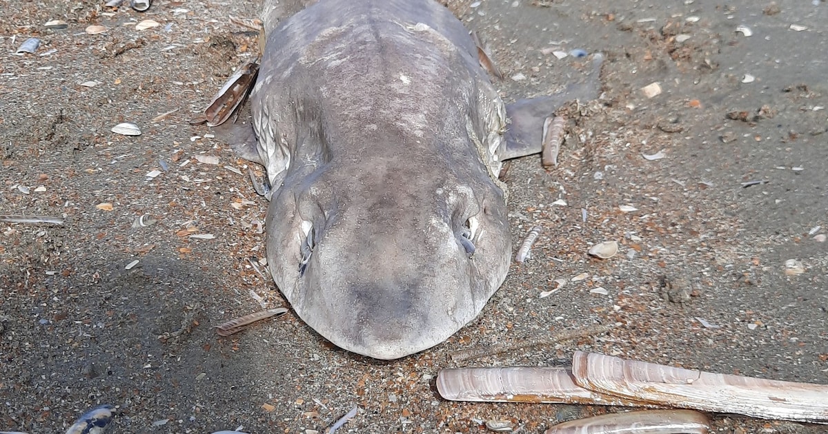 “We haalden al 45 gevlekte gladde haaien op”: ook in Nieuwpoort opvallend veel aangespoelde haaien