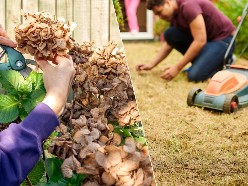 Ligt je tuin er treurig bij? Van een dorre grasmat doen heropleven tot bloembollen planten: zo laat je hem in 6 stappen weer stralen