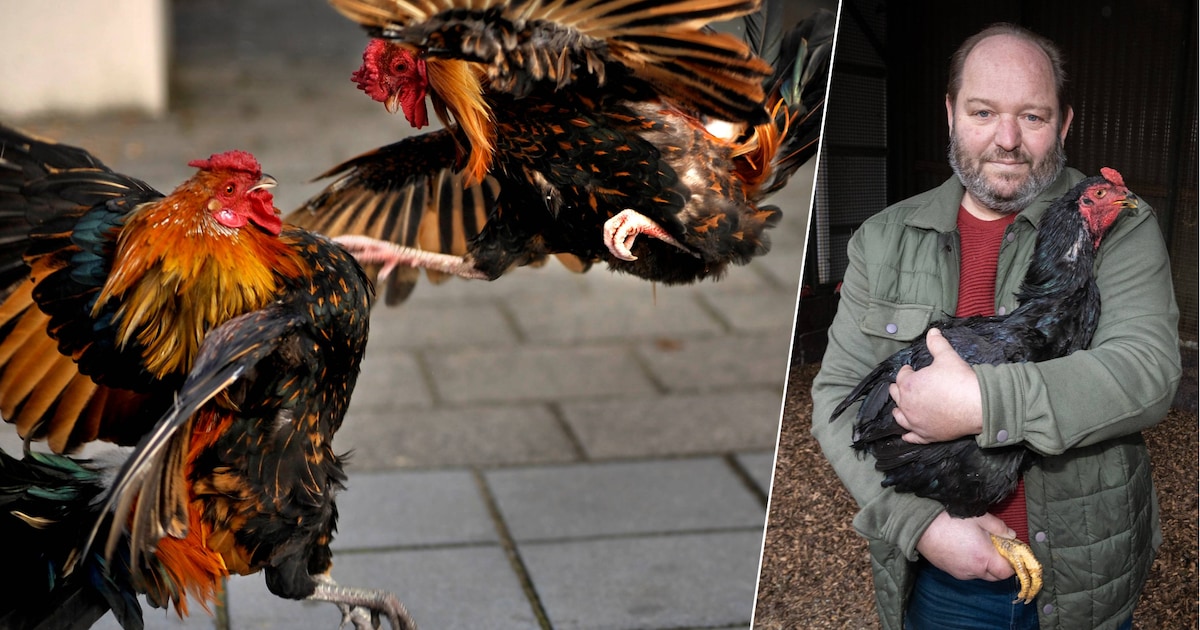 Hoe hanengevechten al 150 jaar verboden zijn, maar nu ook de jeugd verleiden: “Bij die inval dwarrel