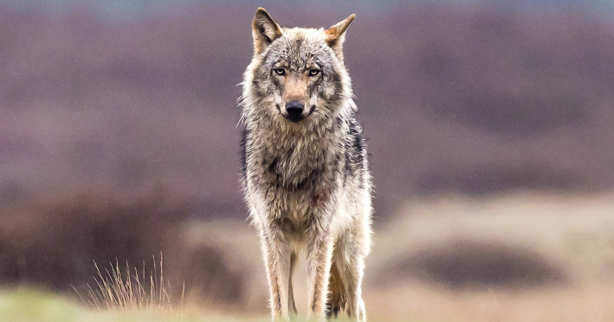Pony doodgebeten in weide in Beringen: “Hoogstwaarschijnlijk aangevallen door wolf”