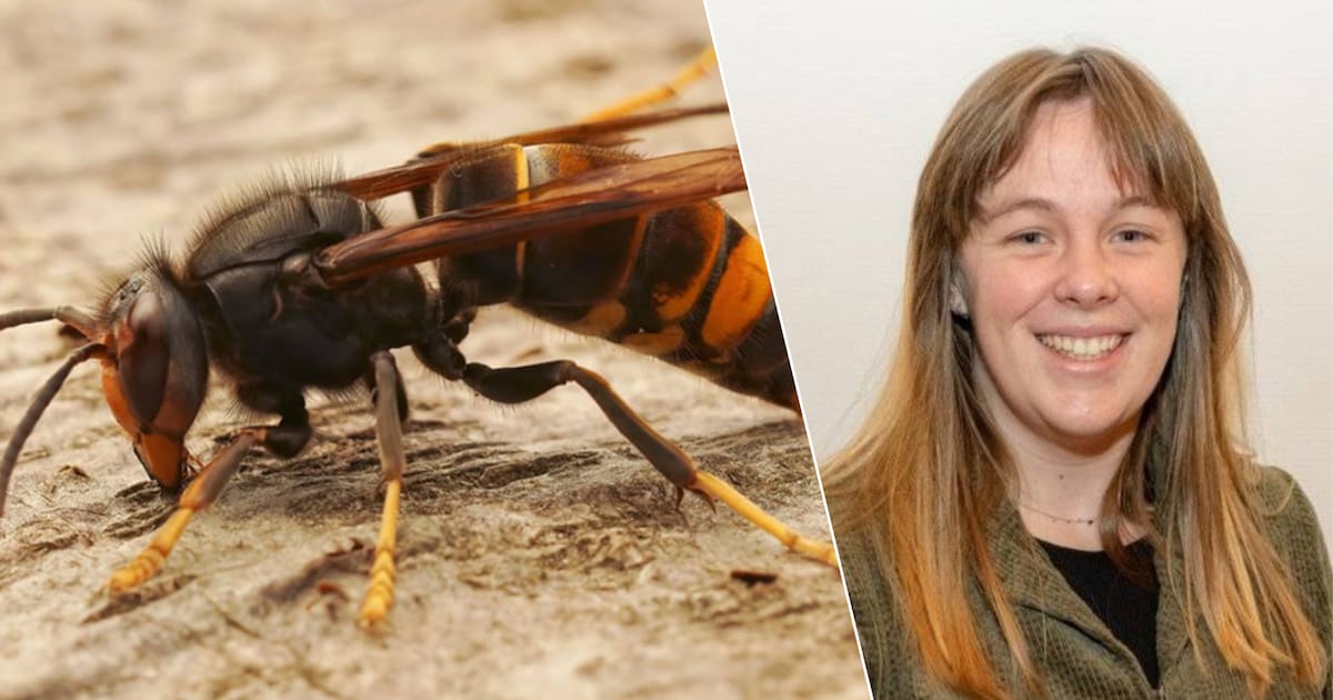 Nest van Aziatische hoornaar wordt voortaan gratis verwijderd: “Belangrijke stap voor biodiversiteit