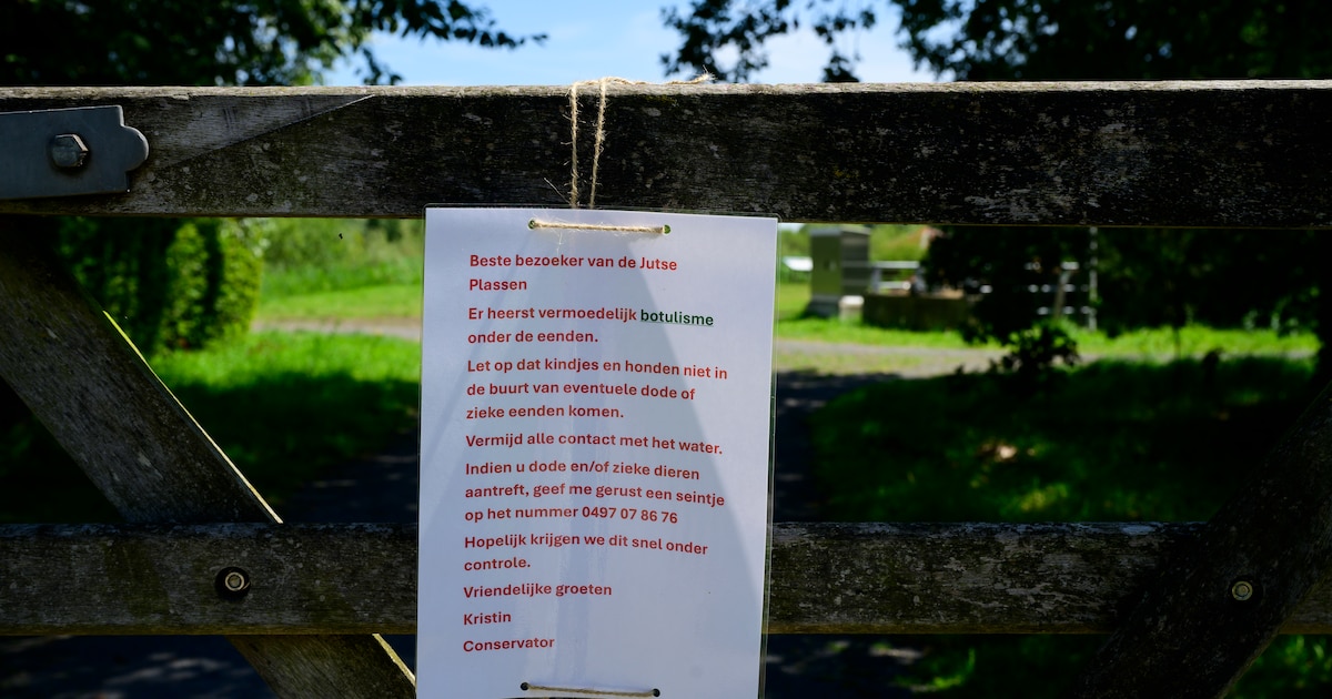 Al 12 dode eenden aangetroffen aan de Jutse Plassen: “Geef de dieren ...