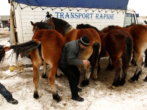 Kwekers inspecteren paarden op een landbouwbeurs in Polen. (archieffoto)