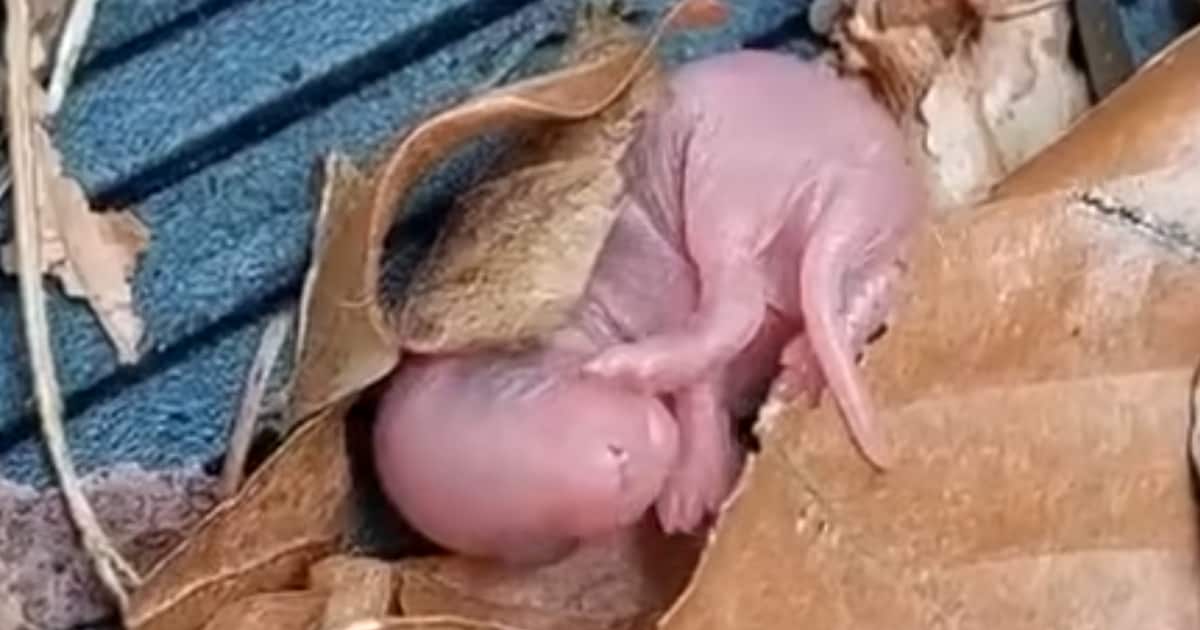 Vrouw denkt dat er rook onder haar motorkap vandaan komt, maar treft dan drie baby-muisjes aan: “‘Pa