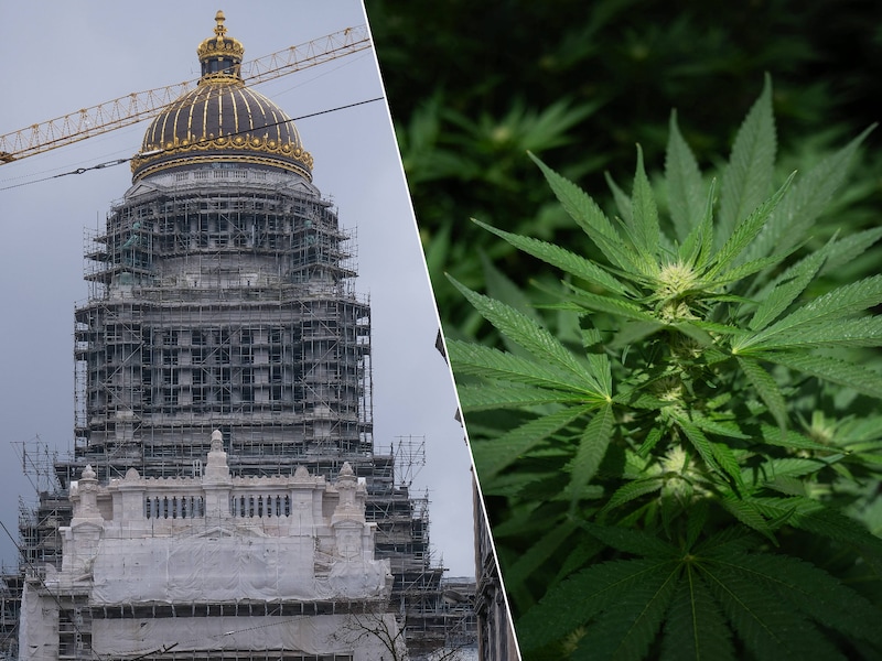 justitiepaleis Brussel / Marijuana plants grow at a plantation operated by a company that supplies recreational cannabis to pharmacies across the country, in Libertad, San Jose Department, Uruguay, on March 17, 2026. (Photo by Eitan ABRAMOVICH / AFP)