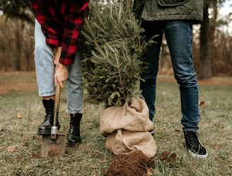 Jaar na jaar genieten van een echte kerstboom? Zo hoef je er niet elke keer een nieuwe te kopen
