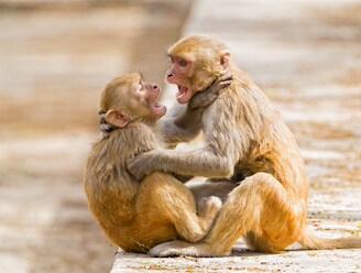 Net zoals mensen: oudere dieren zijn asocialer, maar dat heeft voordelen