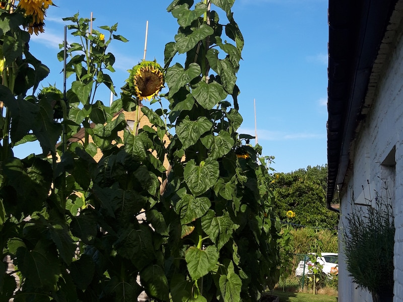 Recht naar de hemel? Jaar na overlijden van vader wordt zonnebloem in tuin van Kurt plots 2 meter hoger dan anders