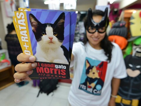 'Yes We Cat'. Stemfolder voor Morris, wellicht de aanstaande burgemeester van Xalapa.