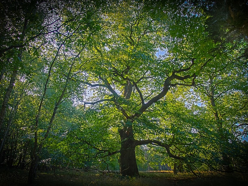 Kinderen kunnen ravotten in het Boerenkrijgpark in Berlare tijdens feestelijke afsluiter van Week van het Bos