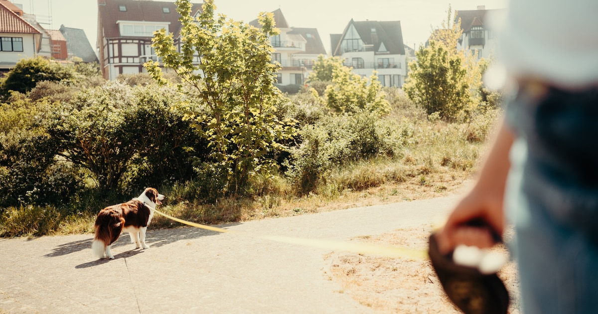 Waar mag je hond op het strand? En waar kan je wandelen zonder leiband ...