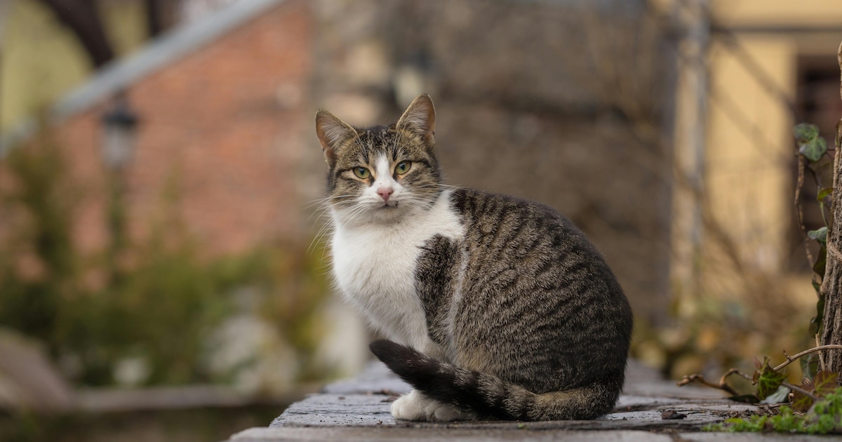 Hou jij van katten? Stad Hasselt zoekt vrijwilliger om zwerfkatten in Tuilt te verzorgen