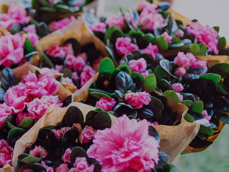 Femma Wachtebeke verkoopt azalea’s voor Kom op tegen Kanker aan Aldi en op de markt