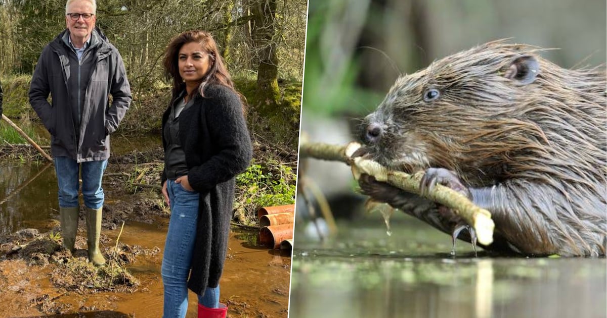 Opkomst van bevers zet meer en meer Antwerpse akkers onder water en ...