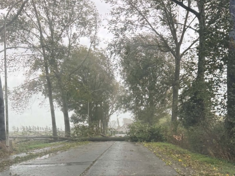 Een grote boom verspert de volledige doorgang aan de Kreek in Kieldrecht