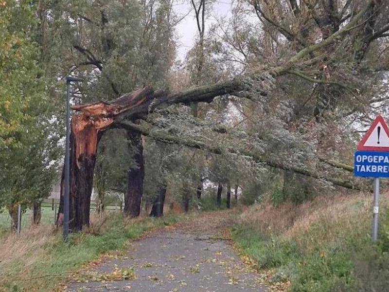 De boom in Bavikhove brak af onder het geweld van storm Austen.