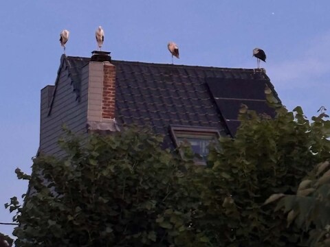 Buurtbewoner Hugo Pint telde maar liefst 38 ooievaars op de Essenbeekse daken.