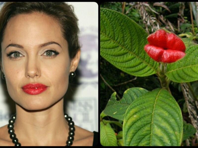 De Psychotria Elata, de Angelina Jolie onder de bloemen.