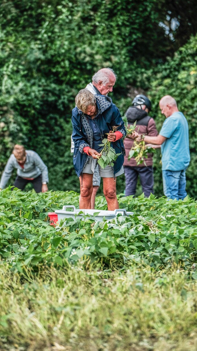  Niemand Wil Onze Boontjes Dus Geven We Ze Maar Weg Landbouwster 