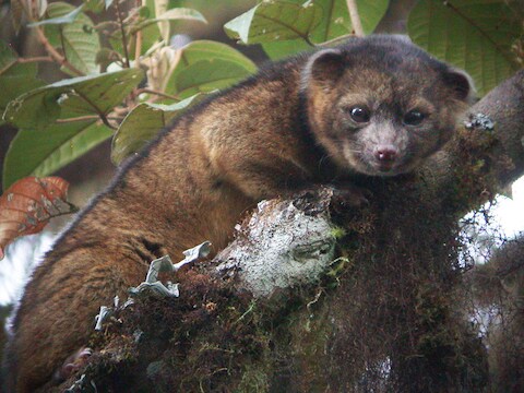 Een Olinguito