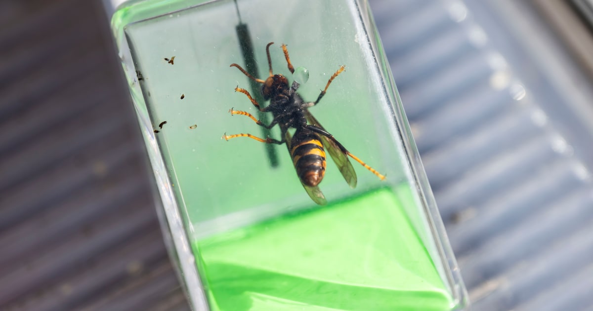 Gemeentebestuur plant infoavond over vallen tegen Aziatische hoornaar