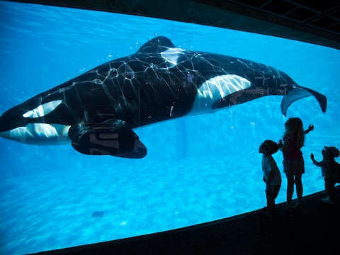 Kinderen kijken naar een orka in SeaWorld in San Diego.