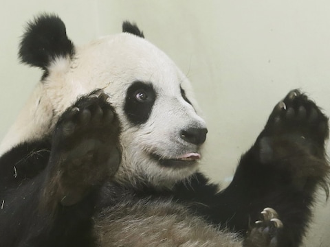 Reuzenpanda Tian Tian verblijft in de Edinburgh Zoo.