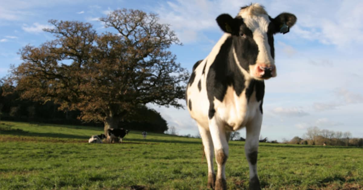 Gratis bomen voor boeren in Ledegem via Airkoe-project: meer schaduw voor dieren en biodiversiteit