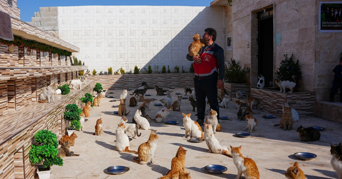 ‘Kattenman van Aleppo’ redde honderden kattenlevens tijdens Syrische ...