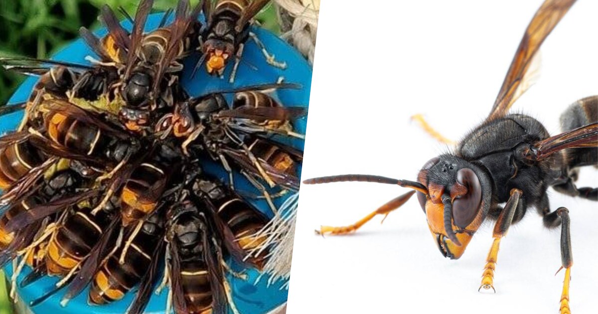 Bondgenoten gezocht in strijd tegen Aziatische hoornaar