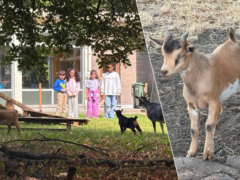 GO! basisschool Groei verwelkomt drie bijzondere bewoners: geitjes worden rustpunt voor leerlingen