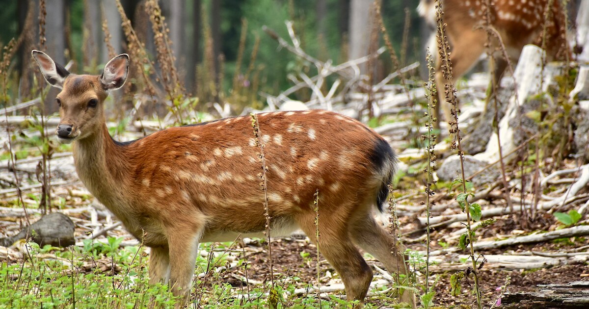 Brandweer redt jonge ree uit gracht aan Dikkebusvijver | Ieper | HLN.be