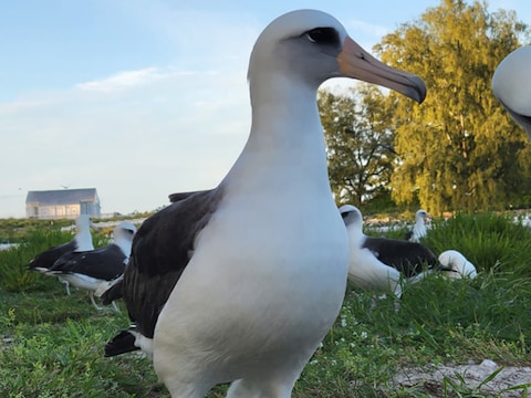 Albatros Wisdom is weer neergestreken op een van de Midway-eilanden.