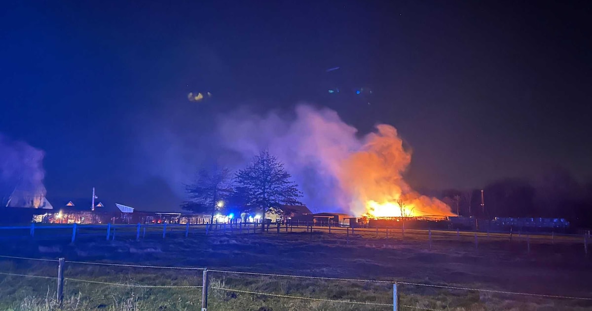 Uitslaande stalbrand in Moortsele: persoon raakt lichtgewond bij poging om dieren te redden