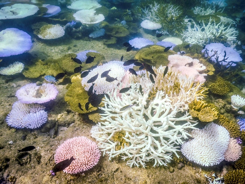 Studie: klimatologisch omslagpunt voor afsterven koraalriffen bereikt