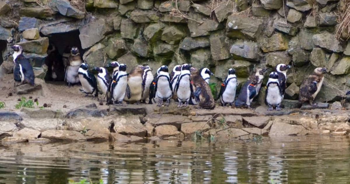 Opnieuw pinguïns gestorven in Beekse Bergen: buitenverblijf blijft leeg door onbekende oorzaak