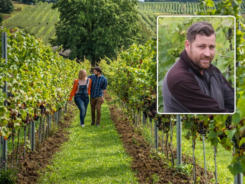 Waarom wijnbouwers in het Hageland op topjaar mogen rekenen: “Kleinere druiven door snikhete zomer? Dat is juist goed”